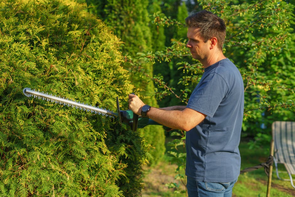 A man wearing a blue t-shirt and a wristwatch is trimming a large, dense evergreen hedge with a long-handled pruning tool in a well-maintained garden. The hedge has a vibrant green color with freshly 